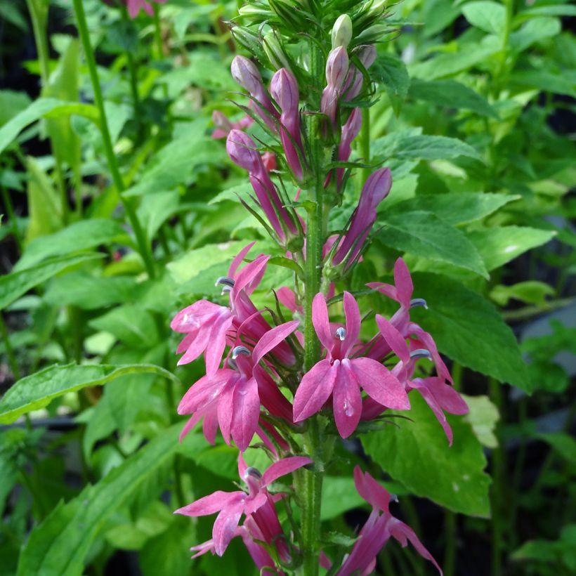 Lobelia speciosa Monet Moment (Flowering)