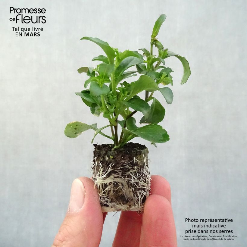 Lobelia erinus Purple Star - Trailing Lobelia Plug plant 3/4cm sample as delivered in spring