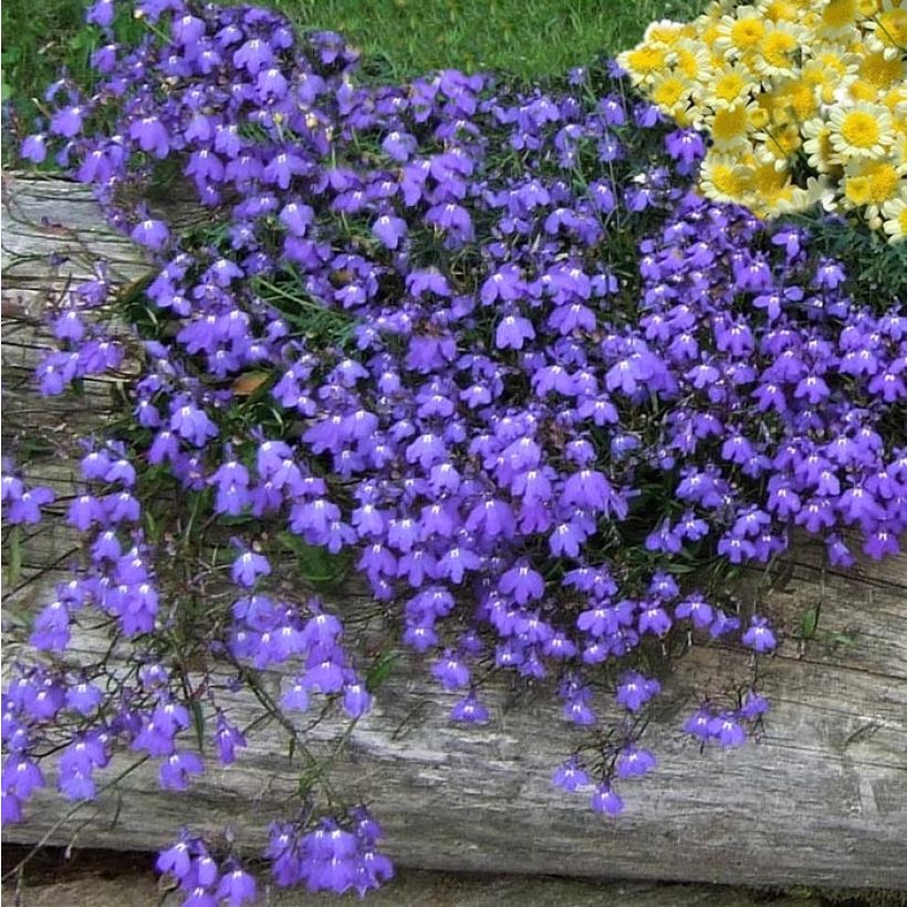 Lobelia erinus Crystal Palace (Plant habit)