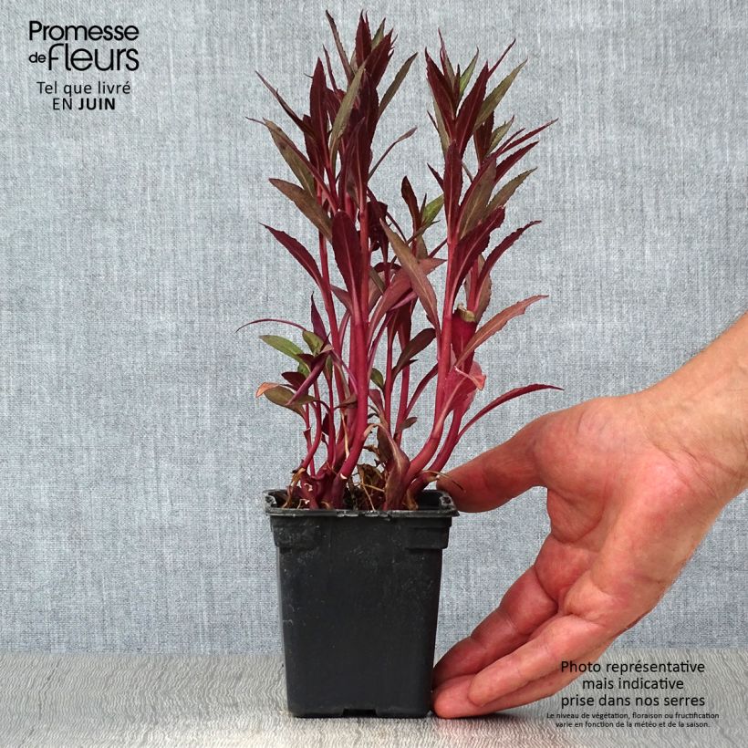 Lobelia fulgens Queen Victoria 7/8 cm pot sample as delivered in summer
