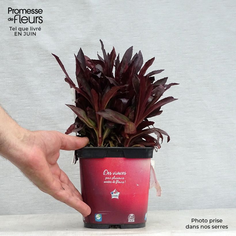 Lobelia fulgens Queen Victoria 2L/3L pot sample as delivered in summer