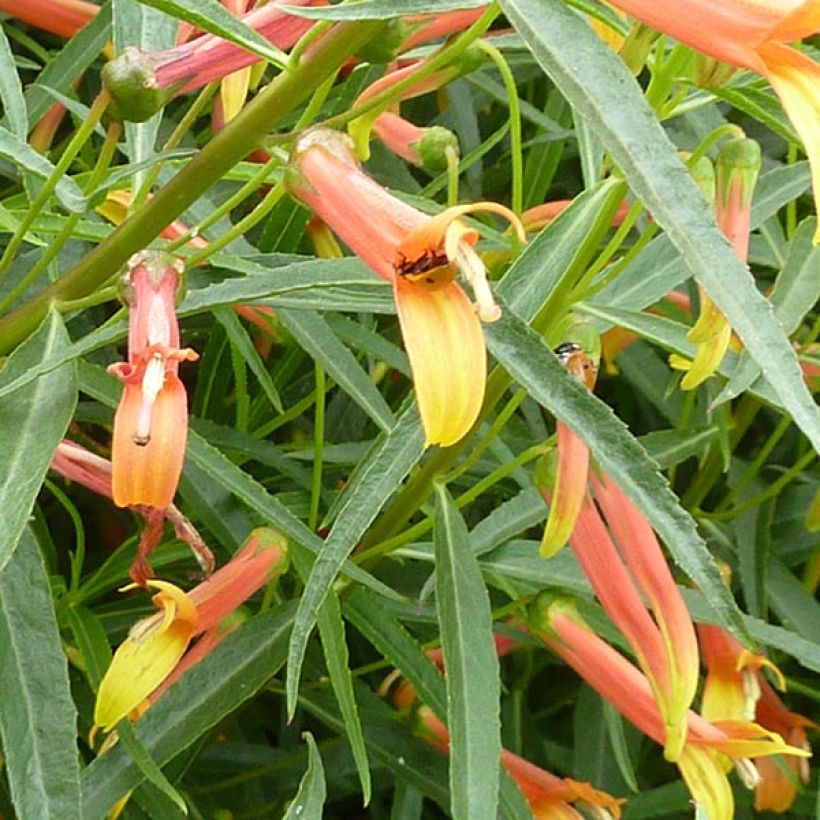 Lobelia laxiflora (Flowering)