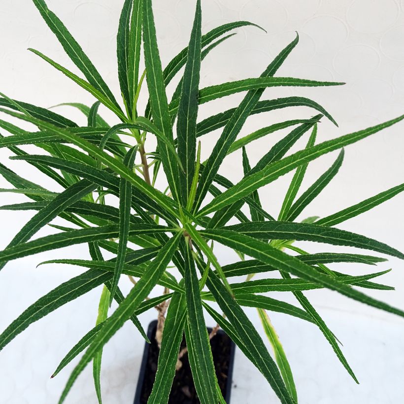 Lobelia laxiflora (Foliage)