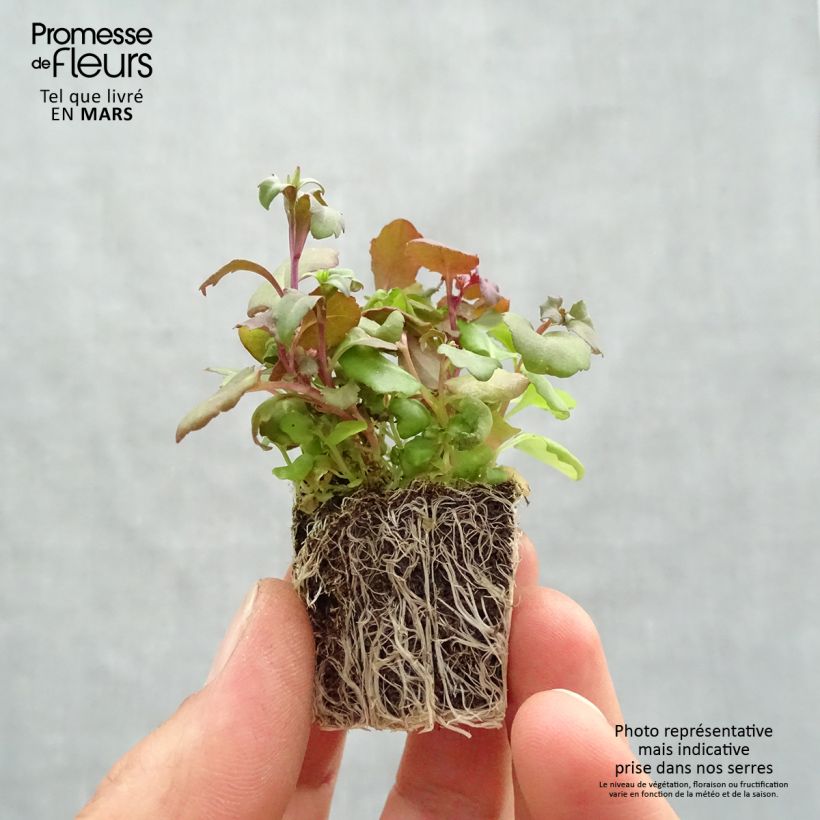 Lobelia erinus Crystal Palace Plug plants 3.8 x 3.2cm - Tray of 16 sample as delivered in spring