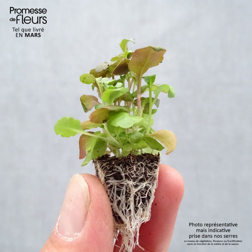 Lobelia erinus Crystal Palace Plug plant 2.2cm x 2cm - Tray of 35 sample as delivered in spring