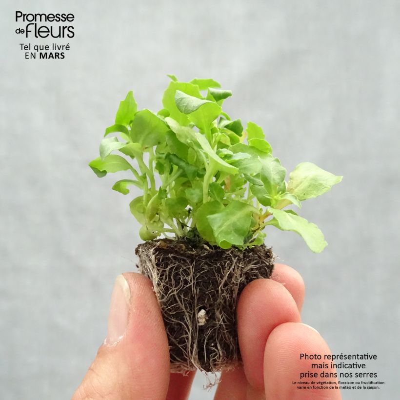 Lobelia erinus pendula Regatta Mix Plug plants 3.8 x 3.2cm - Tray of 16 sample as delivered in spring