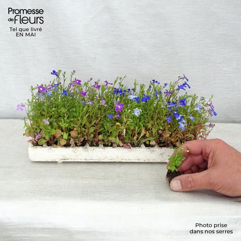 Lobelia erinus pendula Regatta Mix Plug plant 2.2cm x 2cm - Tray of 35 sample as delivered in spring