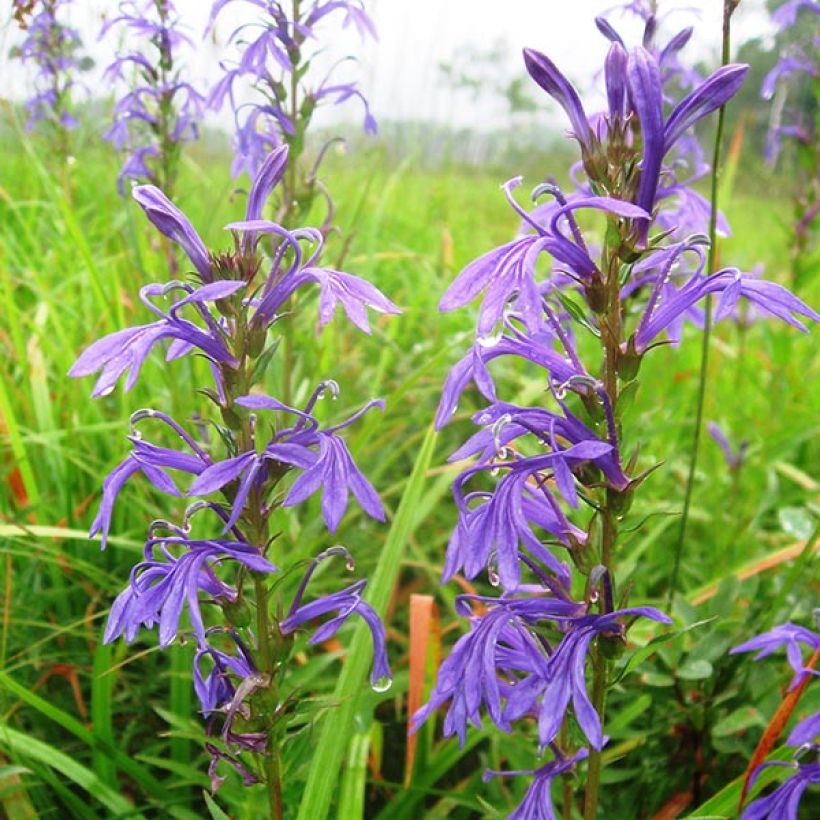 Lobelia sessilifolia (Flowering)