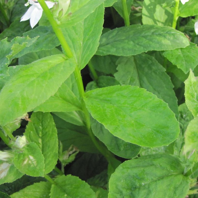 Lobelia siphilitica Alba (Foliage)