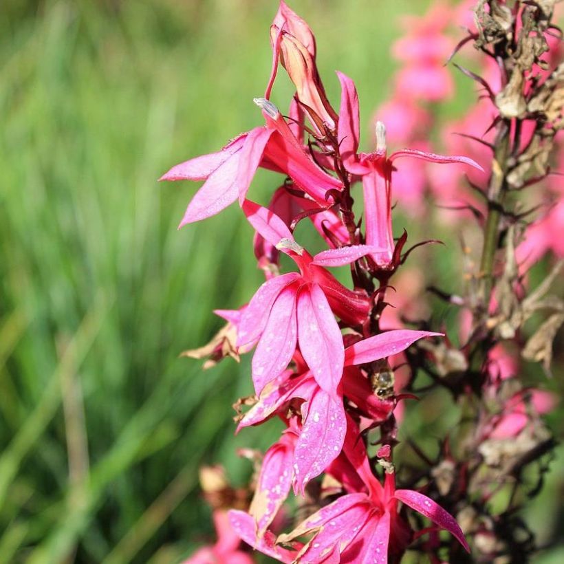 Lobelia speciosa Fan Salmon (Flowering)