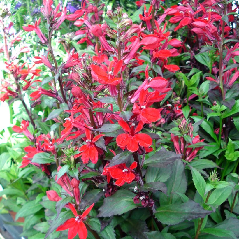 Lobelia speciosa Fan Scharlach (Plant habit)