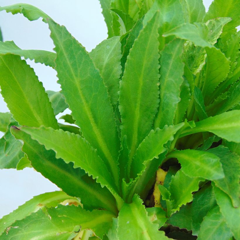 Lobelia speciosa Fan burgundy (Foliage)