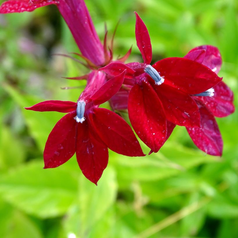 Lobelia speciosa Fan burgundy (Flowering)