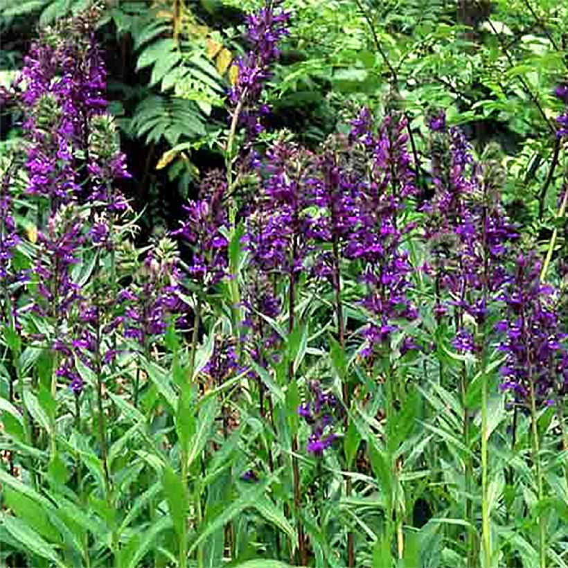 Lobelia speciosa Kompliment Blau (Flowering)