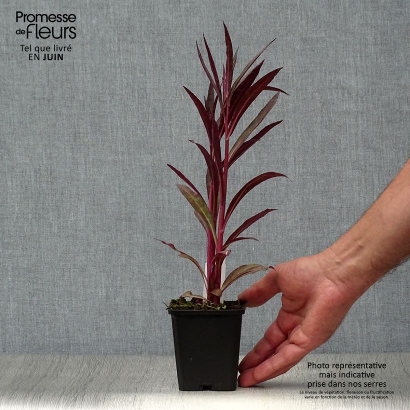 Lobelia speciosa Russian Princess 8/9 cm pot sample as delivered in summer