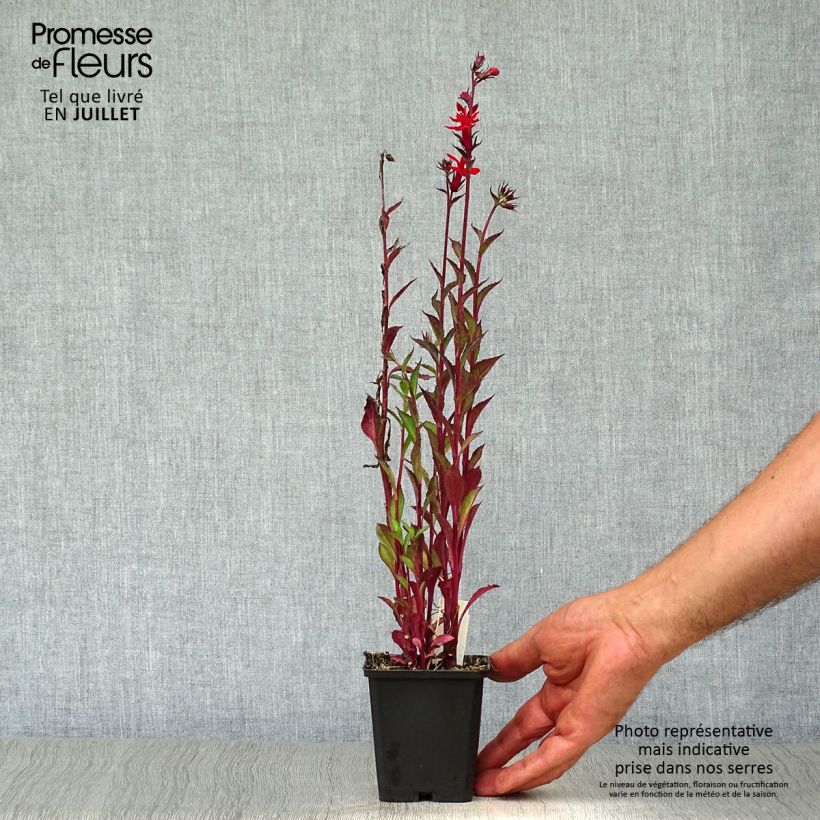 Lobelia speciosa Starship Scarlet 8/9 cm pot sample as delivered in summer