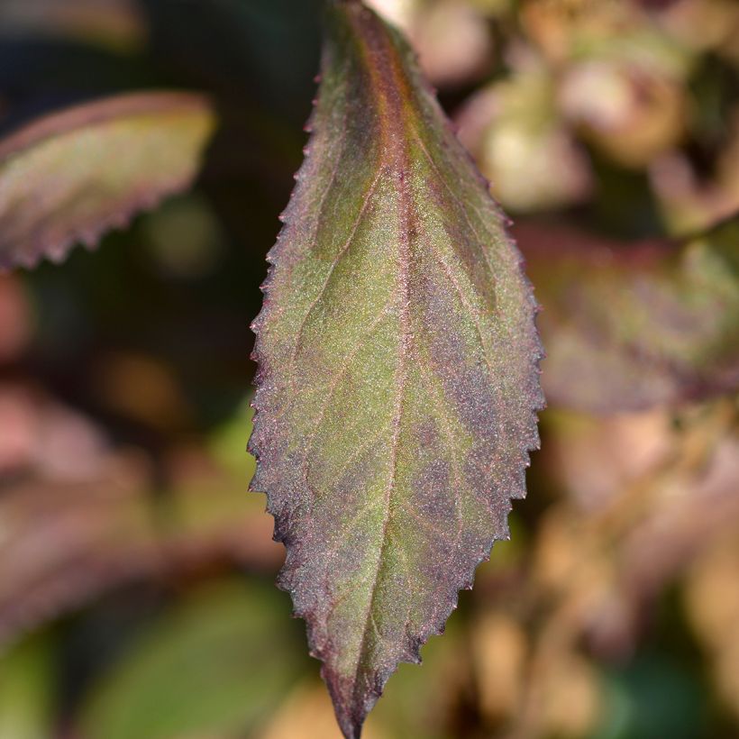 Lobelia speciosa Starship Scarlet (Foliage)