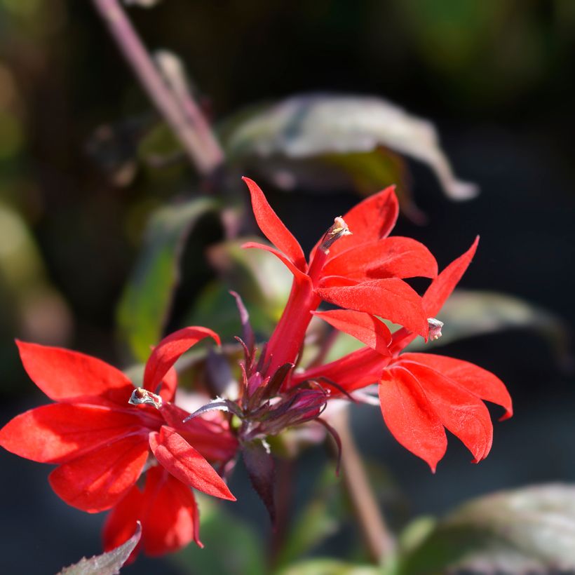 Lobelia speciosa Starship Scarlet (Flowering)