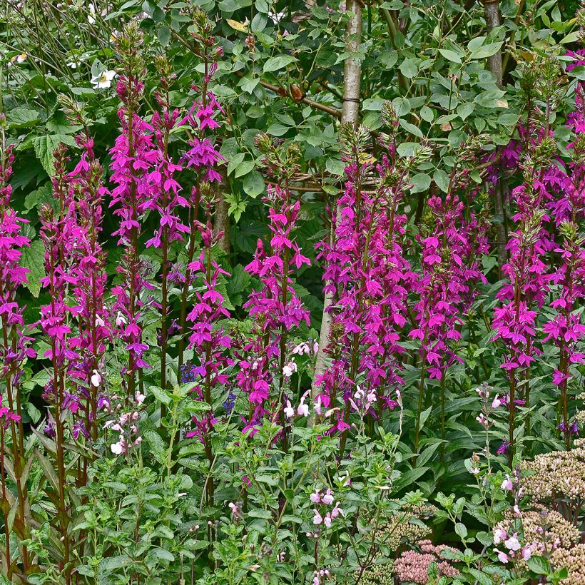 Lobelia speciosa Tania (Plant habit)