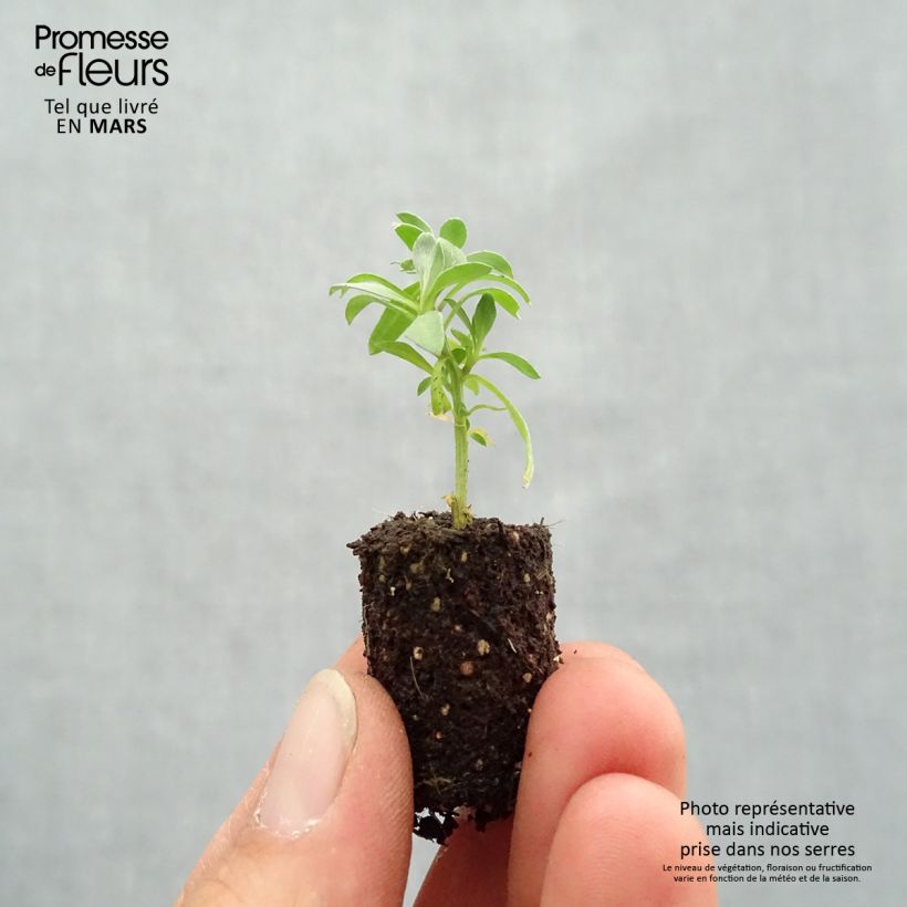 Lobularia maritima Princess in Purple - Sweet Alyssum Plug plant 1.5/2.5 cm sample as delivered in spring