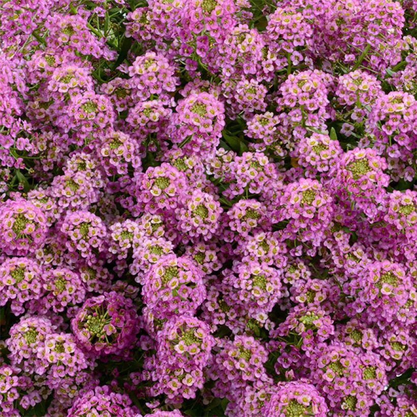 Lobularia maritima procumbens Raspberry Stream - Sweet Alyssum (Flowering)