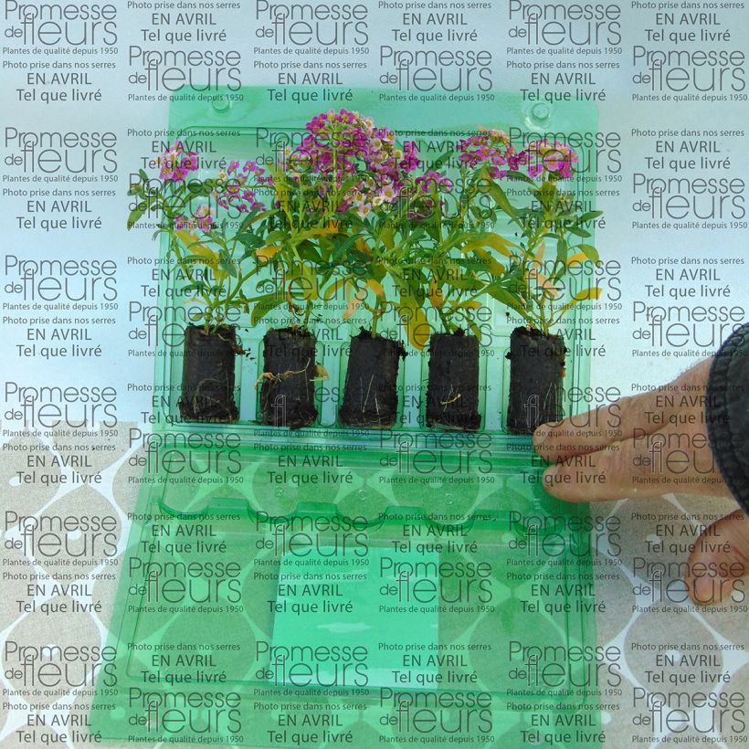 Example of Lobularia maritima procumbens Raspberry Stream - Sweet Alyssum Plug plant 3/4cm specimen as delivered