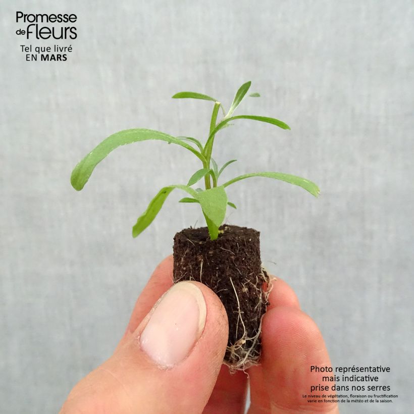 Lobularia Snow Princess Plug plant 1.5/2.5 cm sample as delivered in spring
