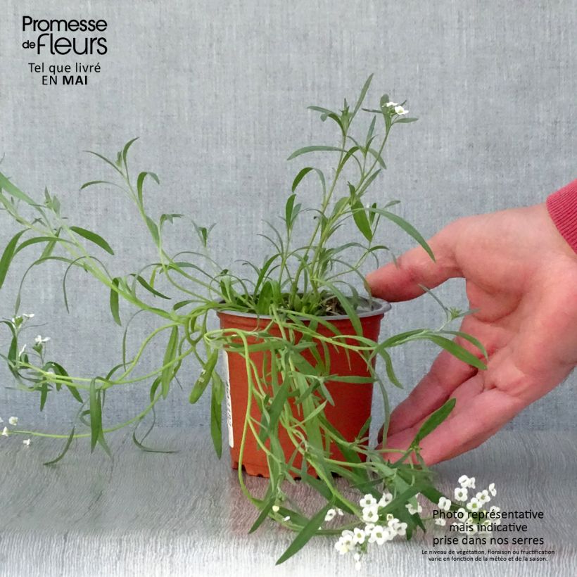 Lobularia Snow Princess 8/9 cm pot sample as delivered in spring