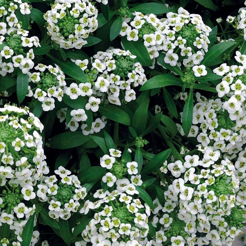 Lobularia maritima Snow Crystals (Foliage)