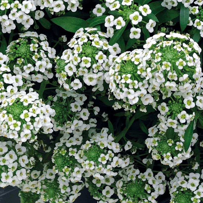 Lobularia maritima Snow Crystals (Flowering)