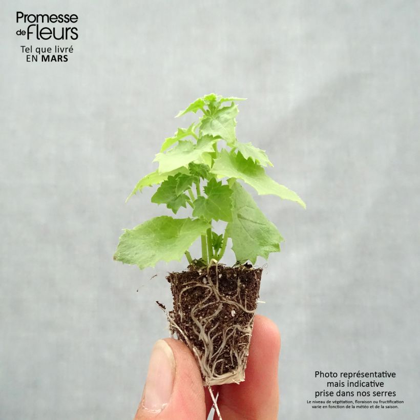 Lophospermum scandens Album - Climbing Gloxinia Plug plant 3/4cm sample as delivered in spring