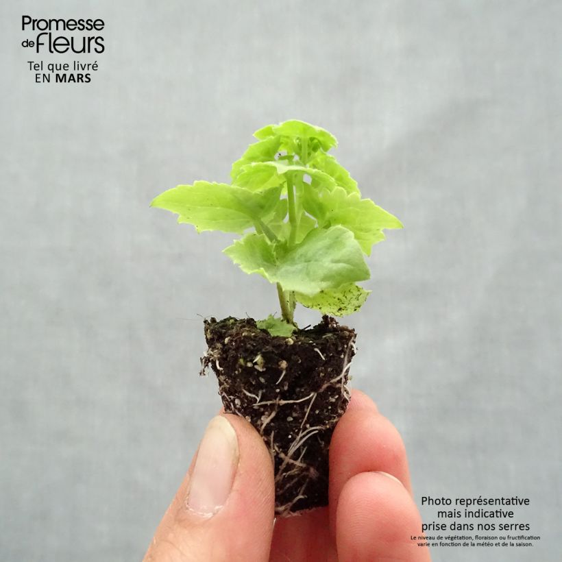 Lophospermum scandens Rosea - Climbing Gloxinia Plug plant 3/4cm sample as delivered in spring