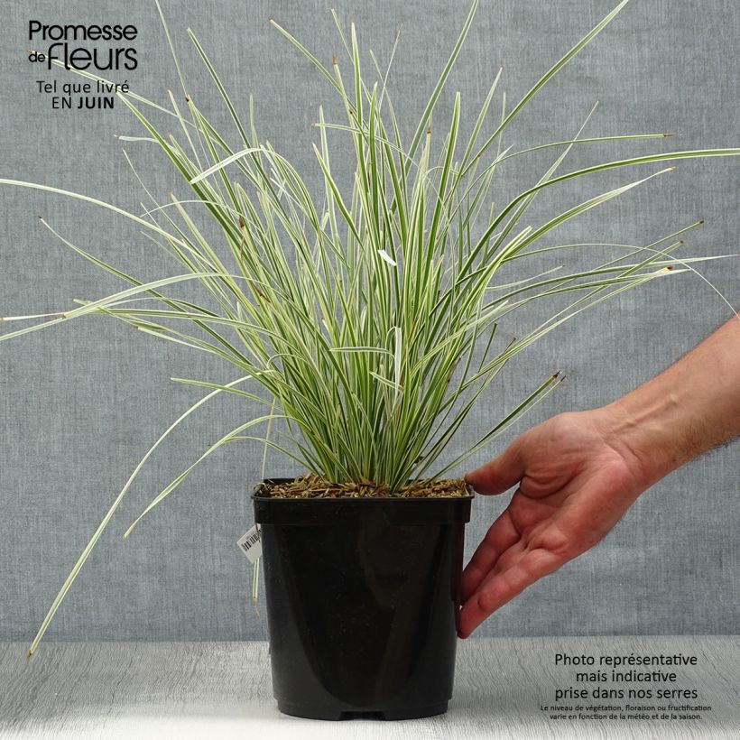 Lomandra longifolia White Sands 2L/3L pot sample as delivered in summer