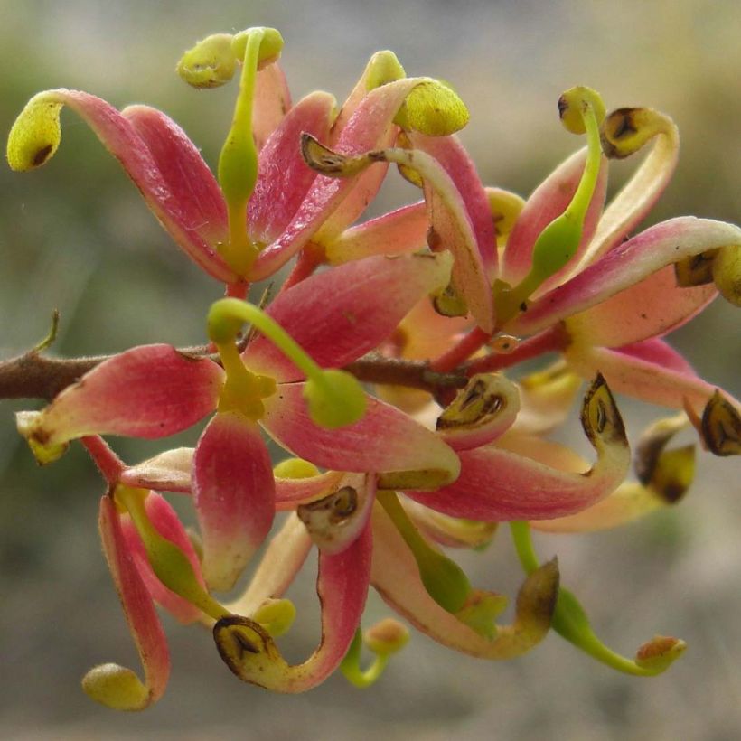 Lomatia ferruginea (Flowering)