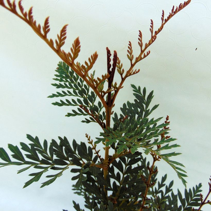 Lomatia ferruginea (Foliage)