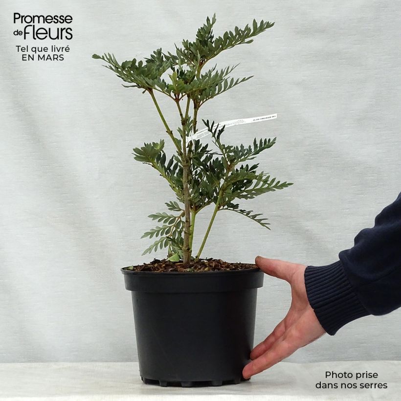 Lomatia ferruginea sample as delivered in spring