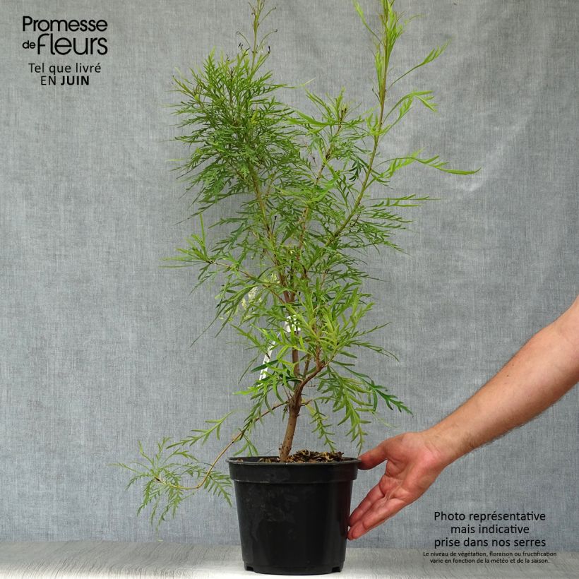 Lomatia silaifolia 3L/4L pot sample as delivered in summer