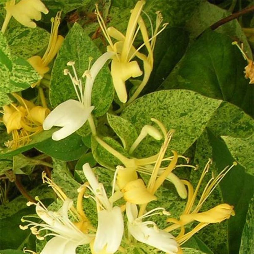 Lonicera japonica Mint Crisp (Flowering)
