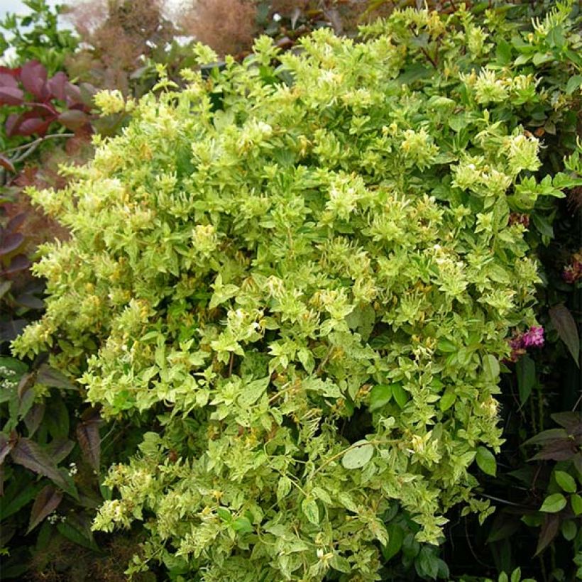 Lonicera japonica Mint Crisp (Plant habit)