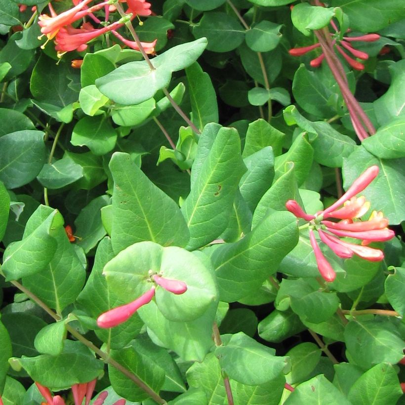 Lonicera x brownii - Scarlet Trumpet Honeysuckle (Foliage)