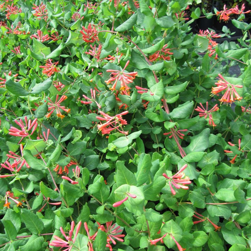 Lonicera x brownii - Scarlet Trumpet Honeysuckle (Flowering)