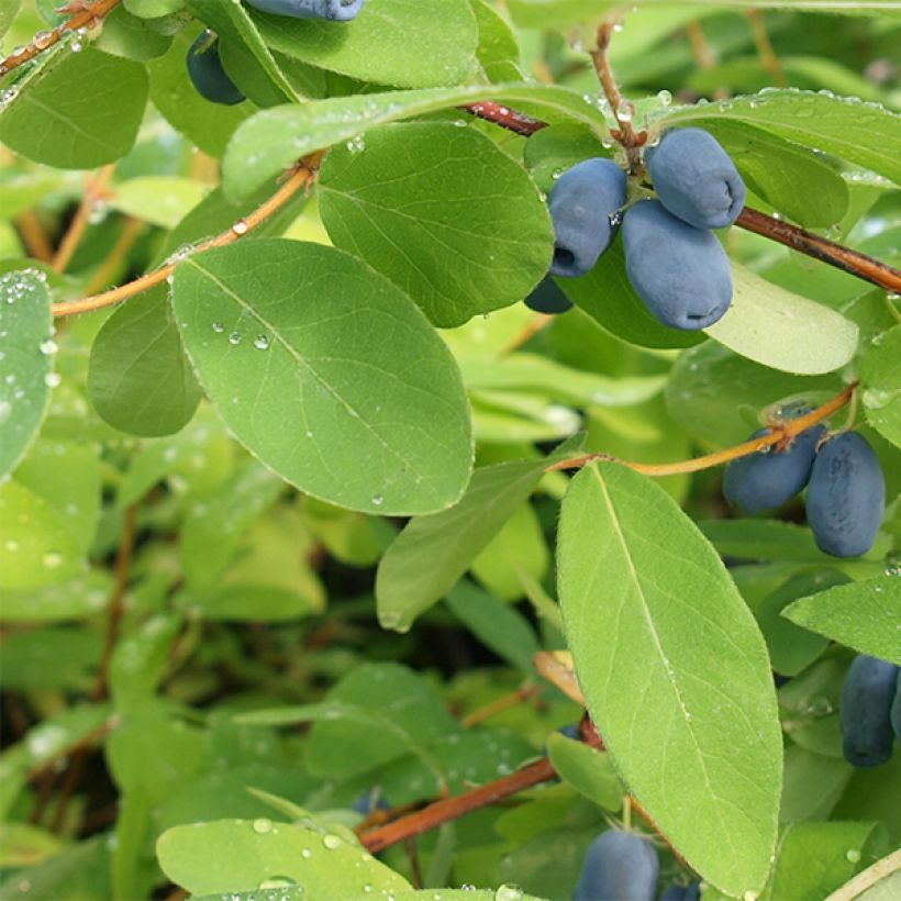 Lonicera kamtschatica - Honeyberry (Foliage)