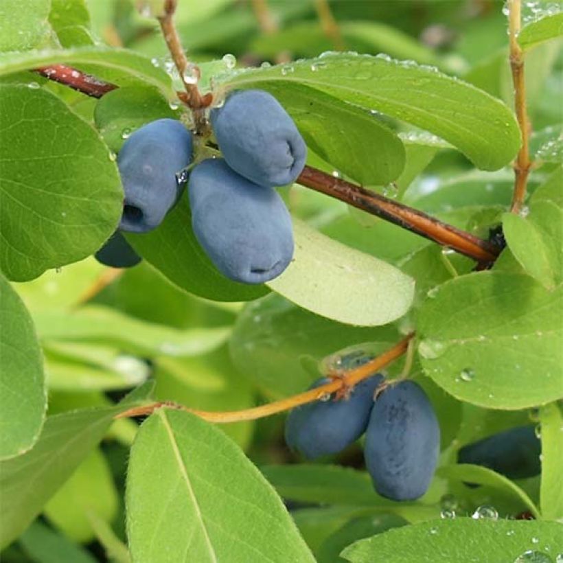 Lonicera kamtschatica - Honeyberry (Harvest)