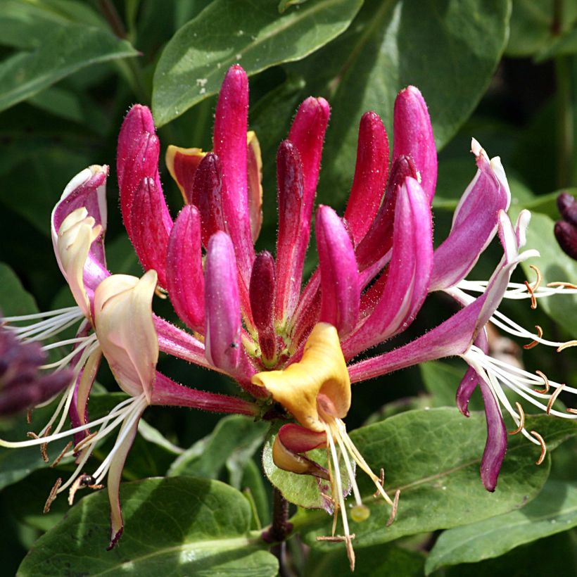 Lonicera caprifolium  (Flowering)