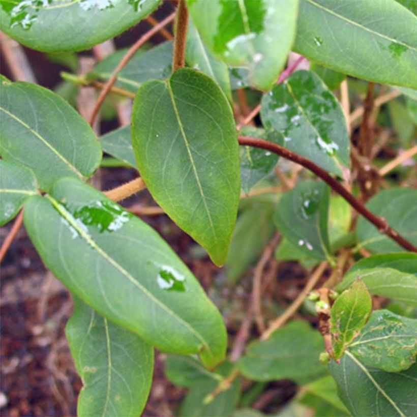 Lonicera henryi  (Foliage)