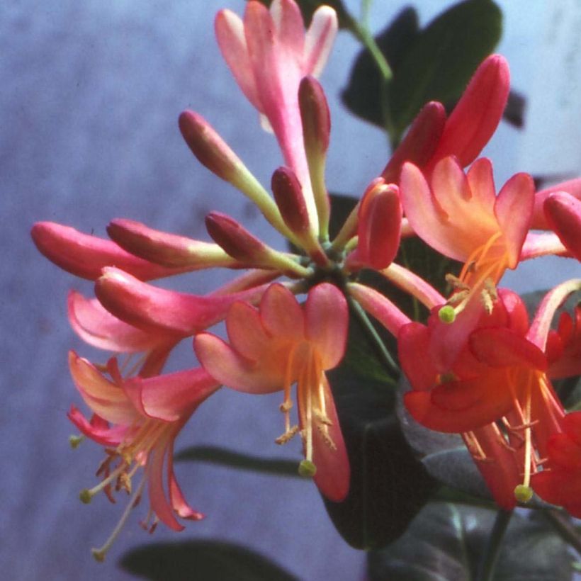 Lonicera  Celestial (Flowering)