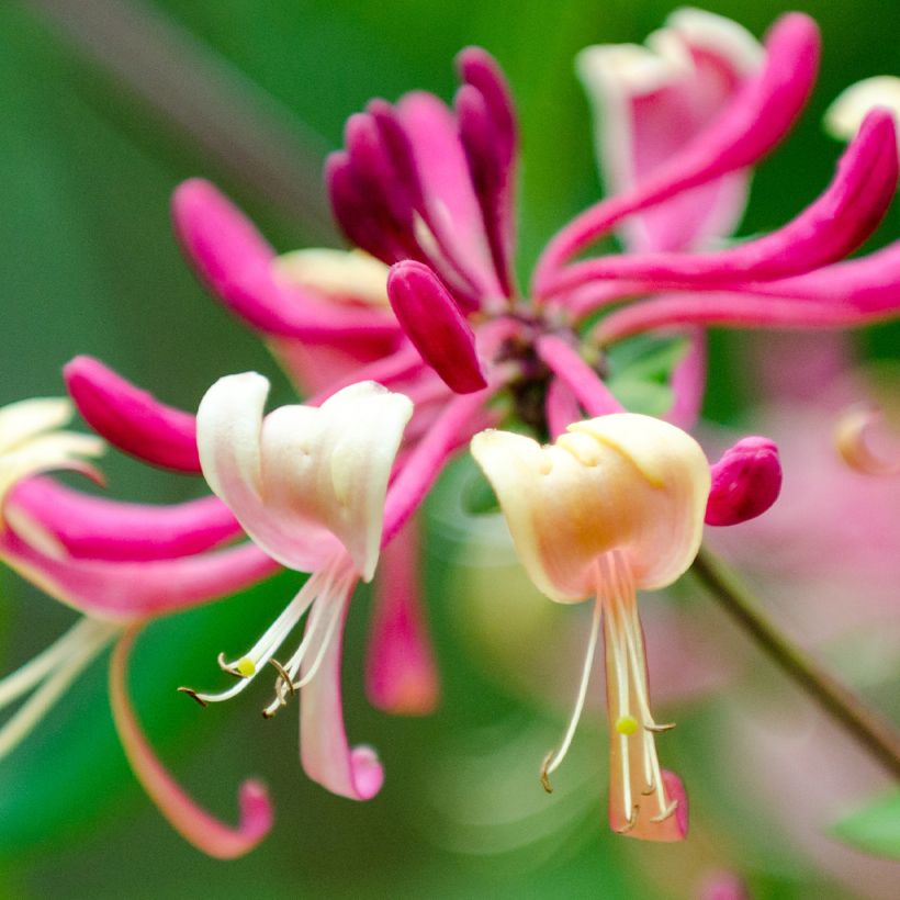 Lonicera japonica Dart's world (Flowering)