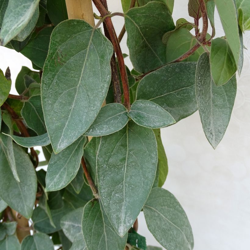 Lonicera japonica Pink Aperitif - Japanese Honeysuckle (Foliage)