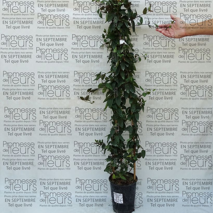 Example of Lonicera japonica Pink Aperitif - Japanese Honeysuckle 3L/4L pot 30/40cm specimen as delivered