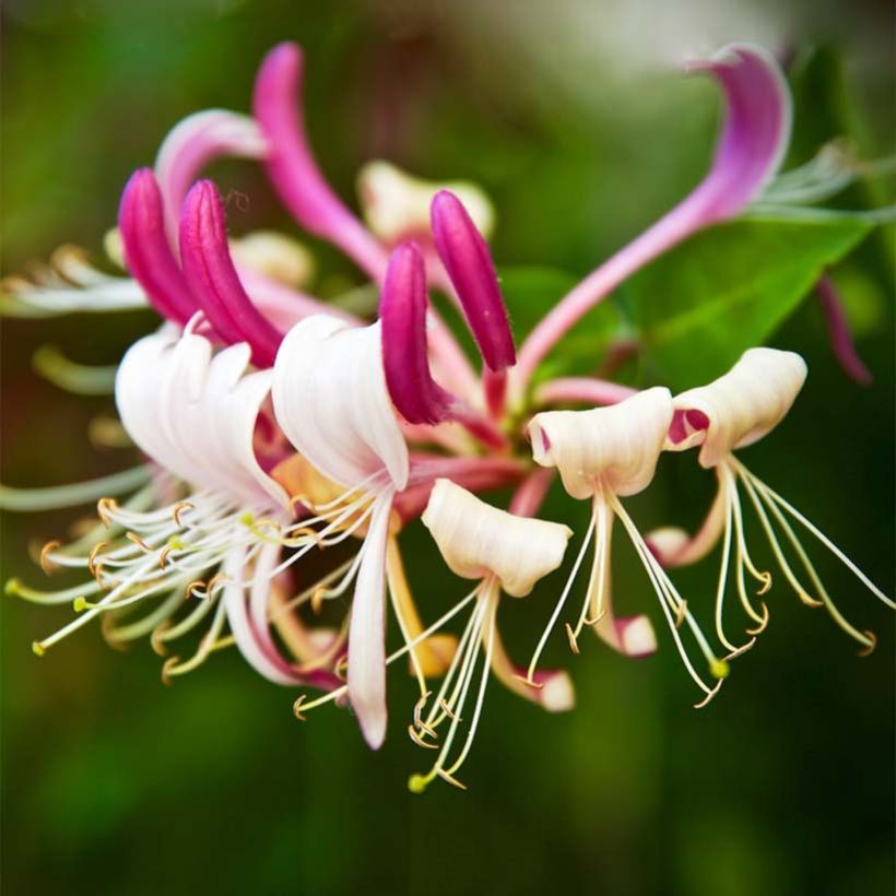 Lonicera japonica Sinensis - Chinese Honeysuckle (Flowering)